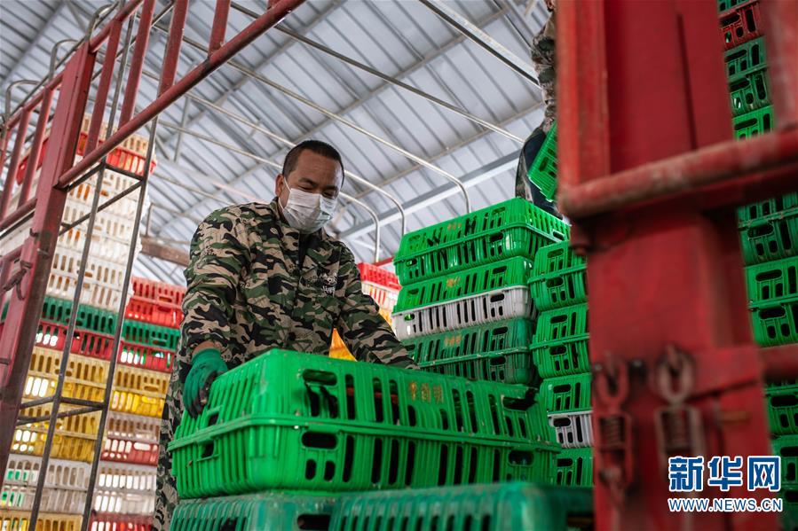 （脫貧攻堅）（3）云南迪慶藏區(qū)：打好防疫脫貧兩場戰(zhàn)役