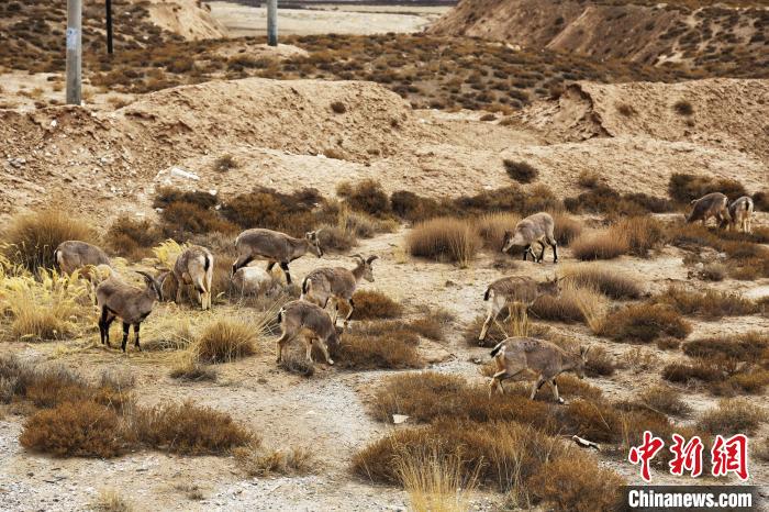 成群巖羊路邊“覓食”成青藏線(xiàn)靚麗風(fēng)景