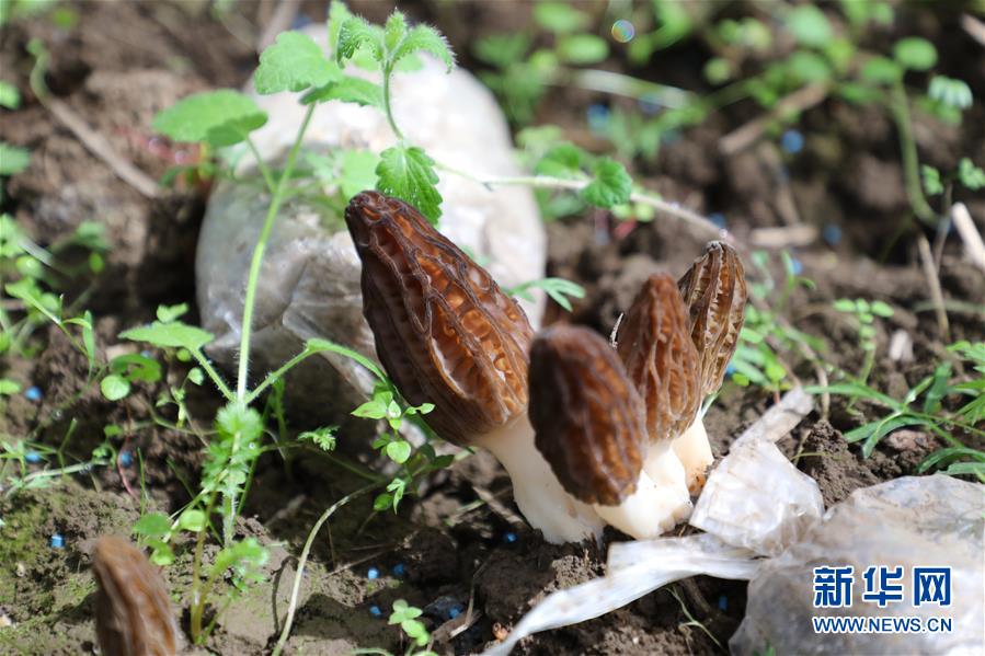 (經濟)(3)甘肅:羊肚菌產業(yè)助農增收