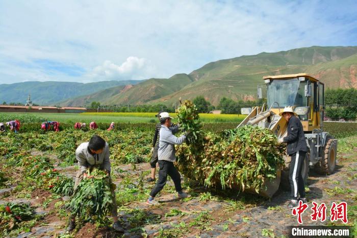 青海貴德:蔬菜產(chǎn)業(yè)敲開百姓幸福生活的大門