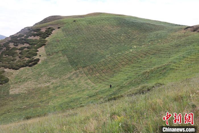 四川省阿壩州若爾蓋縣草原沙化治理后。若爾蓋縣林業(yè)和草原局供圖
