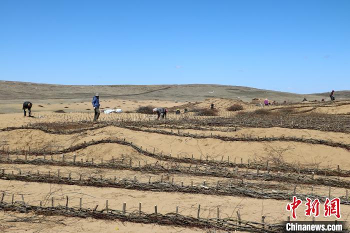 工作人員編織高山柳沙障。若爾蓋縣林業(yè)和草原局供圖