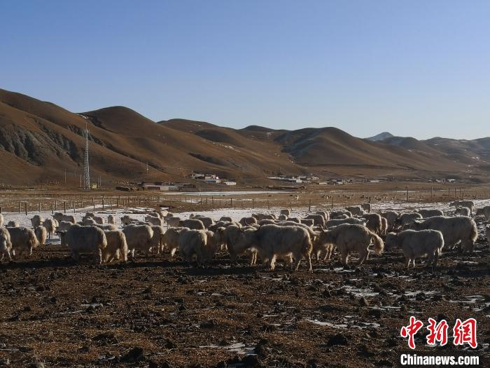 圖為甘肅天祝白牦牛。(資料圖) 南如卓瑪 攝