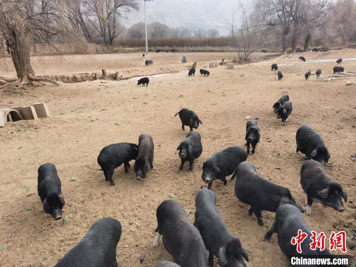 圖為藏香豬。　祁增蓓 攝