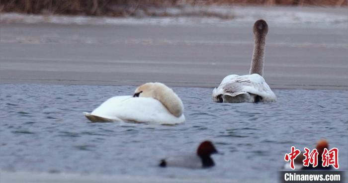 圖為疣鼻天鵝水面休憩。　青海國家公園觀鳥協(xié)會(huì)供圖 攝