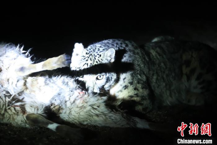 長江源、瀾滄江源啟動旗艦物種雪豹及棲息地保護項目