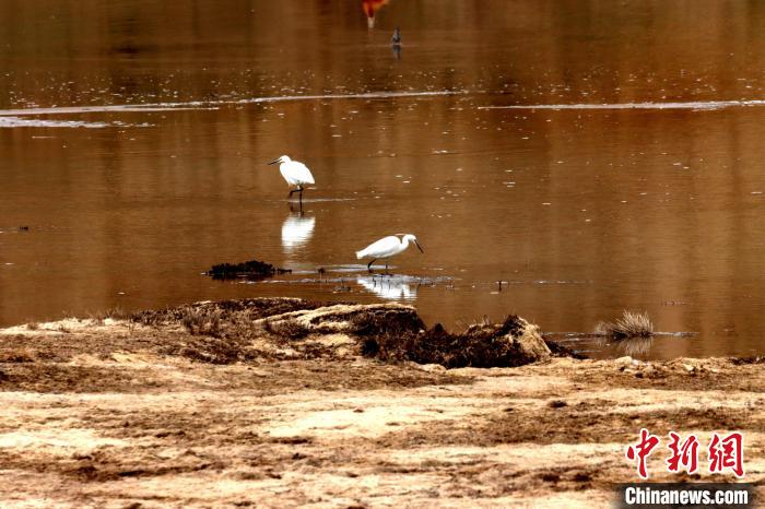 青海貴南茫曲國家濕地公園首現(xiàn)蒼鷺和白鷺
