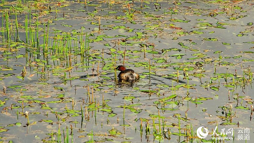 納帕海濕地內(nèi)遷徙停留的鳥。呂昊辰攝