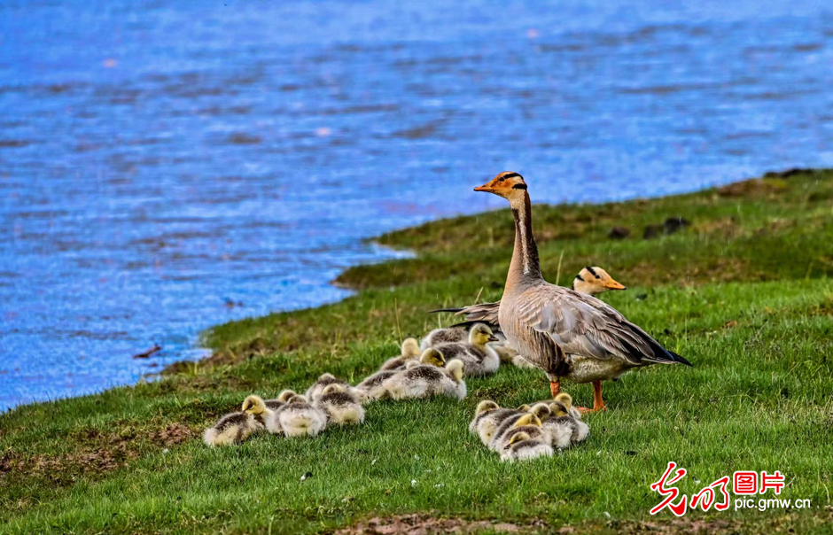 三江源國(guó)家公園正式設(shè)立，這是青海生態(tài)文明建設(shè)的新答卷