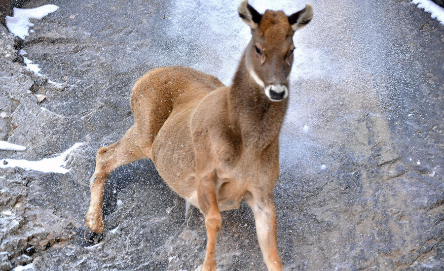活躍在青海省海西州柏樹山的白唇鹿。巴圖那生攝