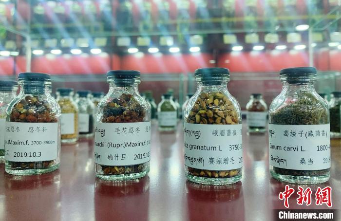 圖為海拔3500米以上珍貴草藥種子?！●R銘言 攝