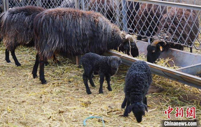 圖為黑藏羊及小羊羔正在吃草?！●R銘言 攝