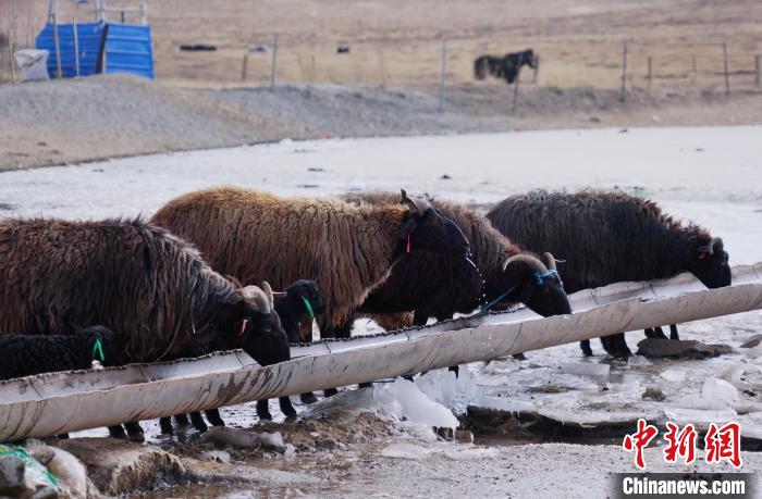 圖為黑藏羊正在喝水?！●R銘言 攝