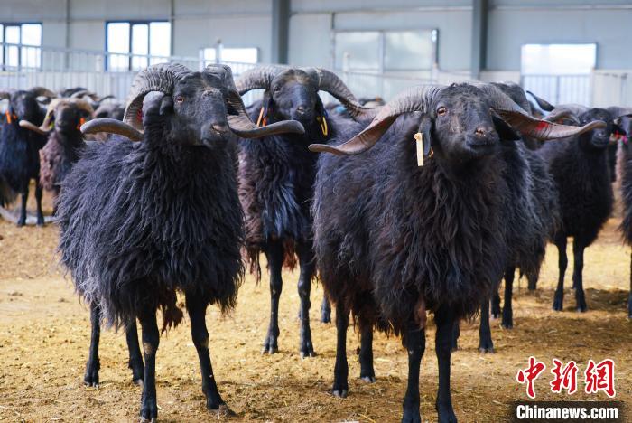 圖為黑藏羊?！●R銘言 攝