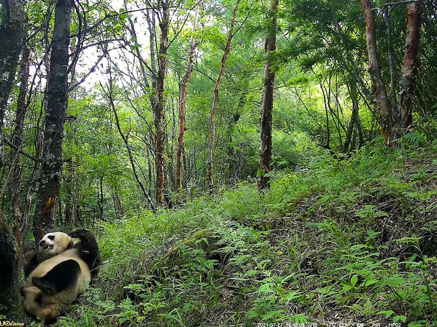 紅外相機(jī)拍攝到的野生大熊貓。平武縣融媒體中心供圖