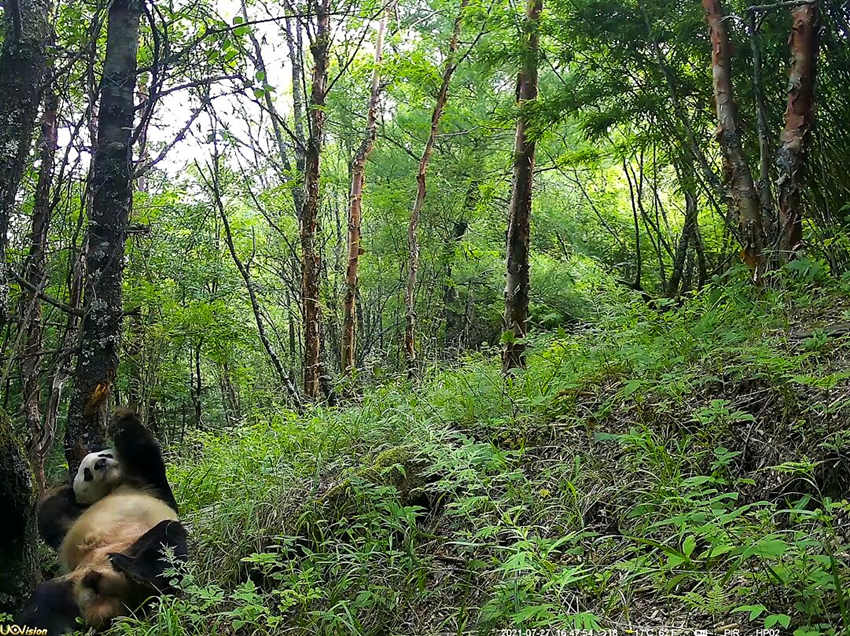 紅外相機(jī)拍攝到的野生大熊貓。平武縣融媒體中心供圖