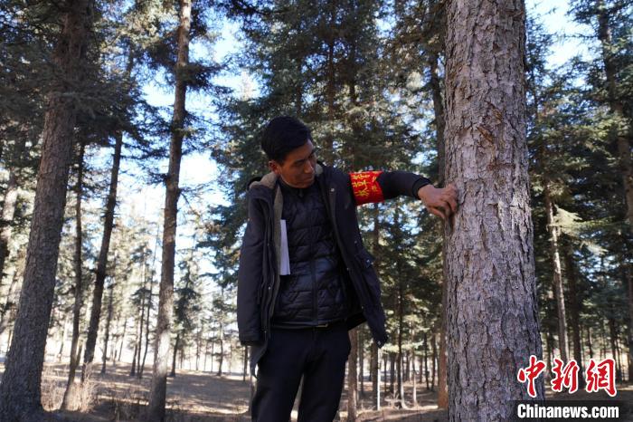 圖為桑杰加檢查林場樹木是否有病蟲害?！●R銘言 攝