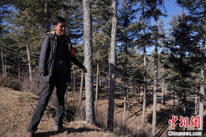 圖為桑杰加檢查林場防護(hù)網(wǎng)?！●R銘言 攝