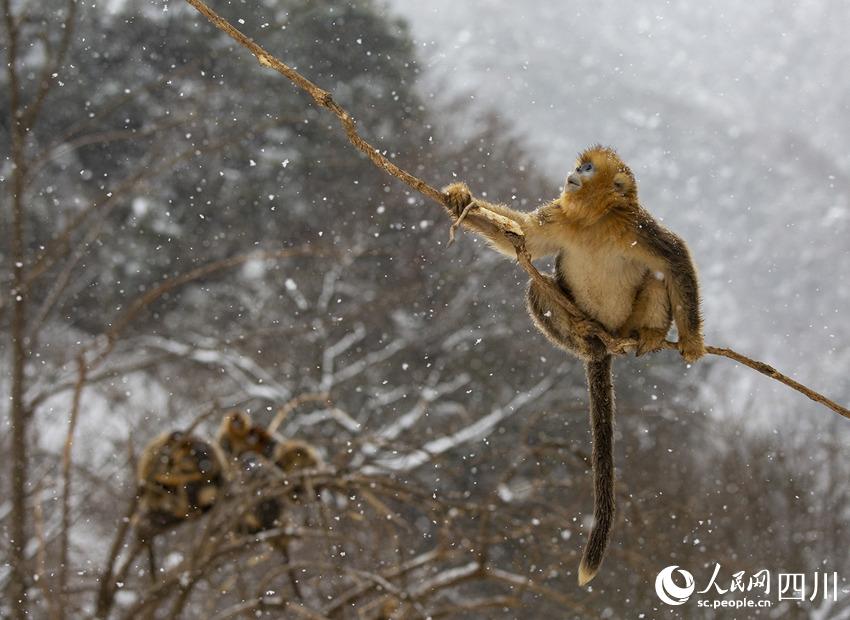 雪中嬉戲的川金絲猴。鐘歡攝