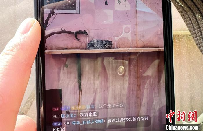 圖為雪豹“奶爸”史壽軍正在直播。　馬銘言 攝