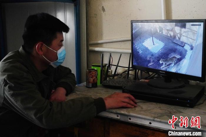 圖為雪豹“奶爸”史壽軍通過監(jiān)控察看雪豹情況。　馬銘言 攝
