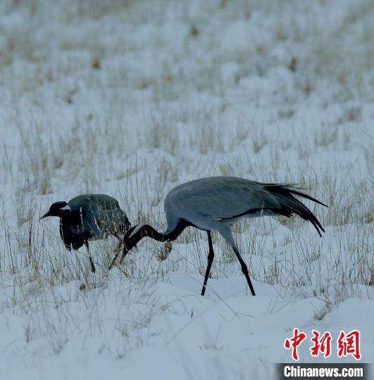 在若爾蓋濕地的蓑羽鶴?！∪魏吻?攝