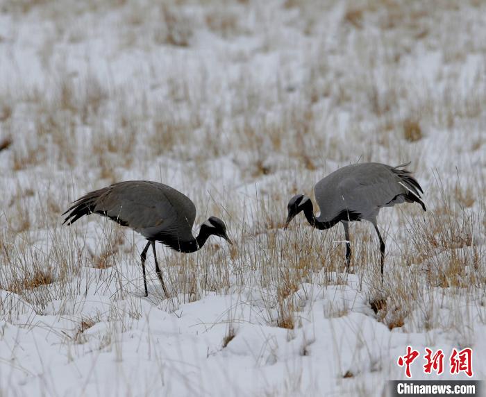 在若爾蓋濕地的蓑羽鶴?！∪魏吻?攝