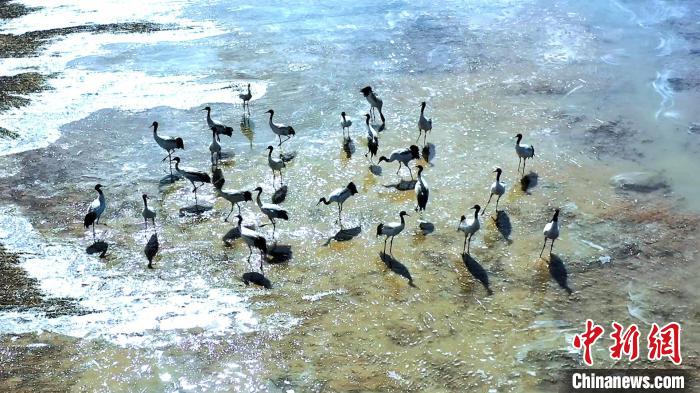 圖為黑頸鶴群駐足休憩?！￡惷髡?攝