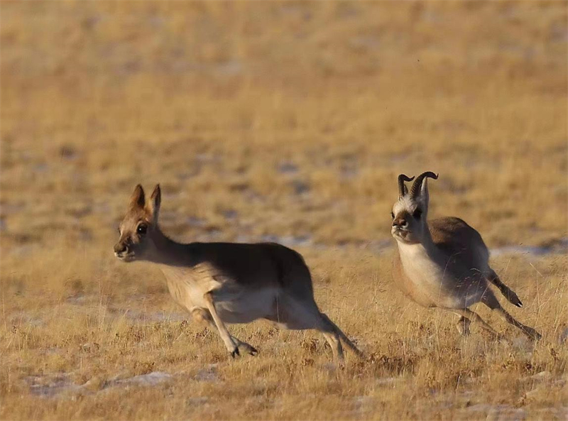 藏羚羊。圖片來(lái)源：農(nóng)牧民大自然攝影隊(duì)