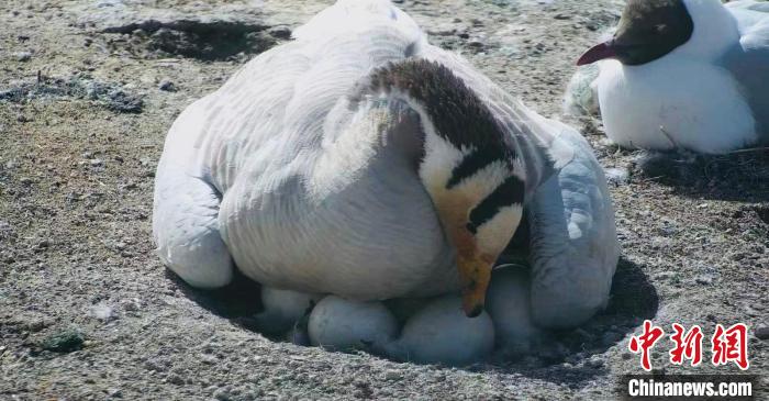 圖為斑頭雁孵蛋?！【G色江河 供圖