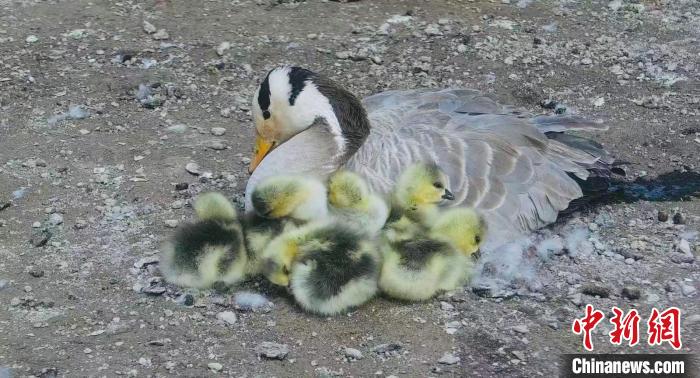 圖為斑頭雁母親和孩子們在一起?！【G色江河 供圖