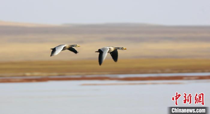 圖為飛翔的斑頭雁?！【G色江河 供圖