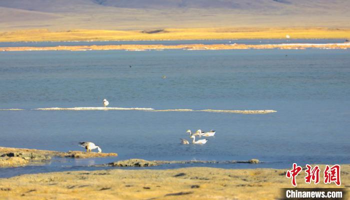 圖為斑頭雁在班德湖中休憩?！【G色江河 供圖