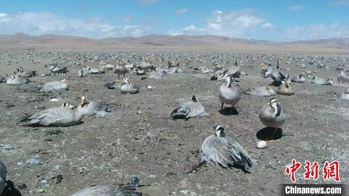 圖為斑頭雁在空地上孵蛋?！【G色江河 供圖