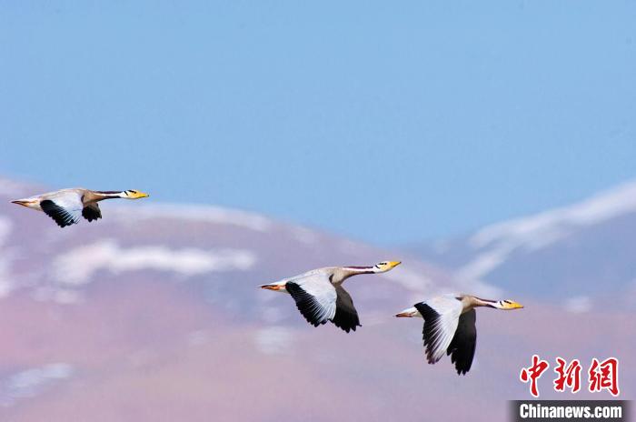 圖為斑頭雁在空中飛行?！【G色江河 供圖