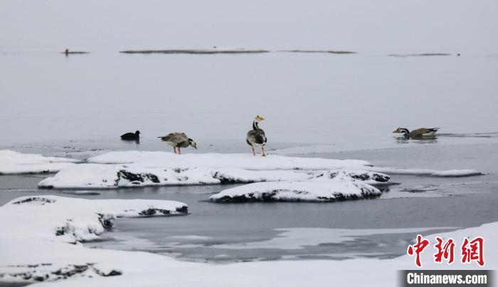圖為斑頭雁在班德湖邊嬉戲?！【G色江河 供圖