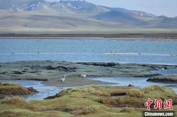 圖為斑頭雁在班德湖中覓食。　綠色江河 供圖
