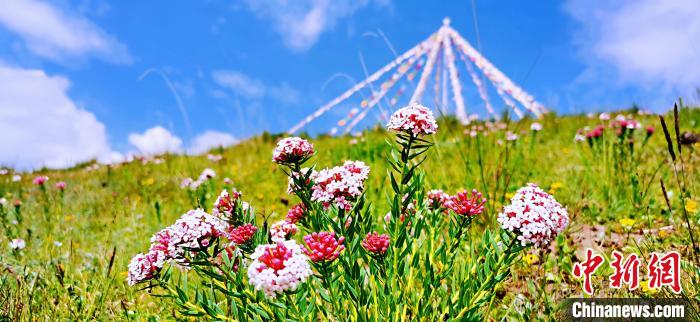 圖為草原一角。　 韓麗 　攝