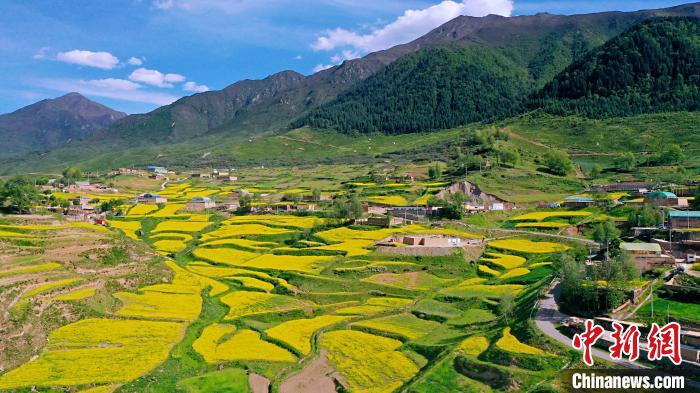 圖為加吾鄉(xiāng)的油菜花?！￡P(guān)卻才讓 攝