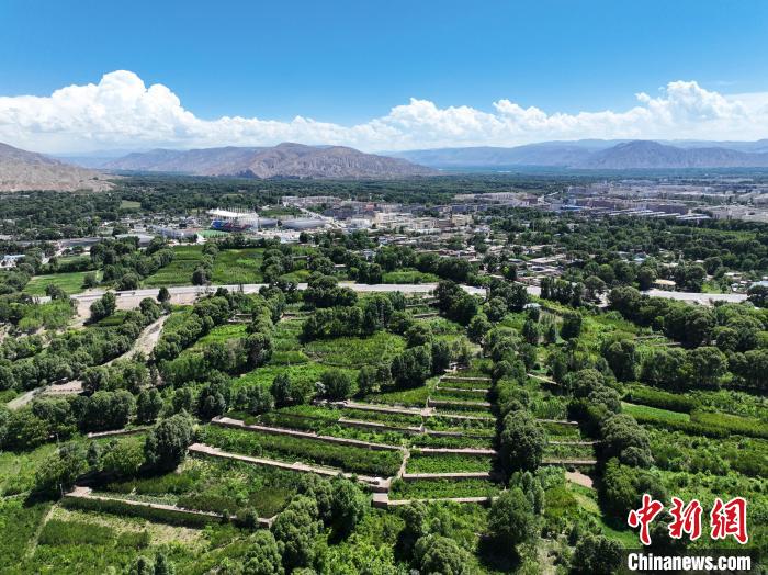 航拍貴德縣黃河岸畔綠意盎然?！●R銘言 攝