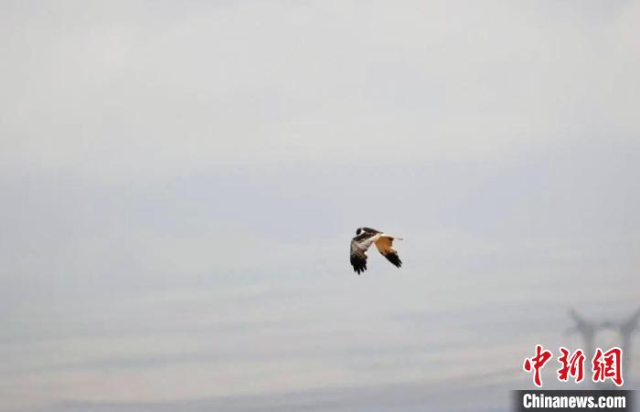 柴達(dá)木盆地可魯克湖-托素湖自然保護(hù)區(qū)新增鳥(niǎo)類(lèi)白腹鷂
