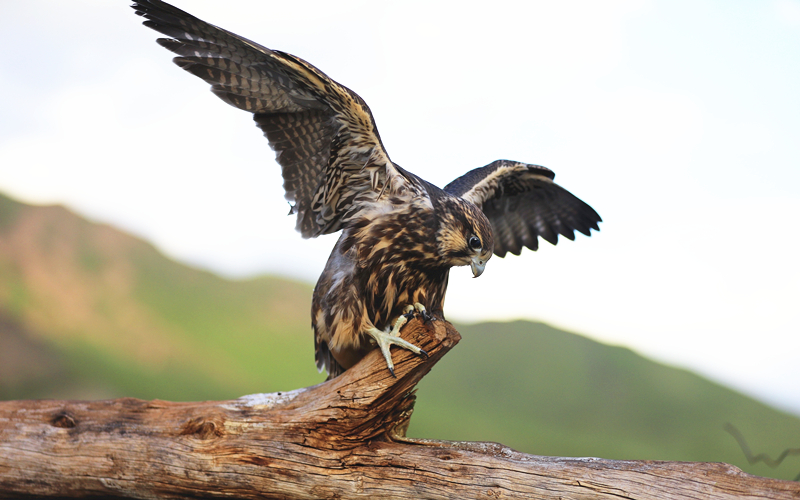 獵隼。江文江措攝