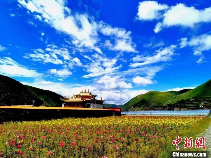 近百畝百合花競相開放，景色誘人。　壤塘縣委宣傳部供圖