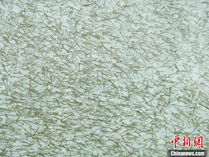 圖為密集培育的魚苗?！?zhí)砀?攝