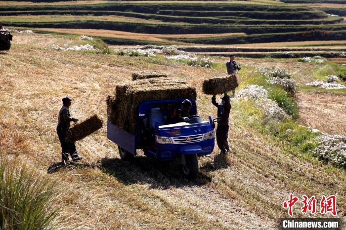 圖為飼草晾曬、打捆?！●R芝芬 攝