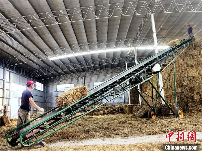 圖為飼草打捆、儲存。　馬芝芬 攝