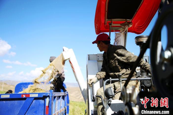 圖為飼草收割?！●R芝芬 攝