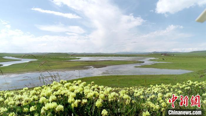 青海澤曲草原見聞：牛羊可“選美”，“生態(tài)畜牧”成招牌