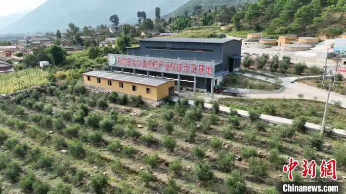 伍合村的油橄欖種植基地?！「呒午?攝