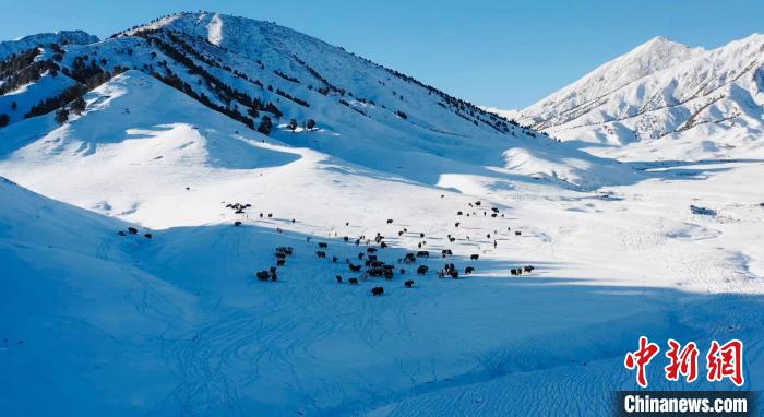 圖為牦牛群在雪地里覓食?！《继m縣融媒體中心供圖